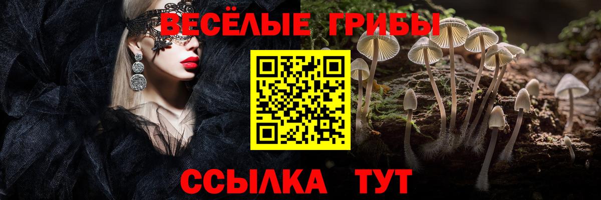 Псилоцибиновые грибы Psilocybine cubensis Новозыбков